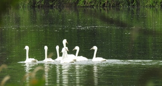 Kod tri labuda u Koprivničko-križevačkoj županiji potvrđena influenca ptica