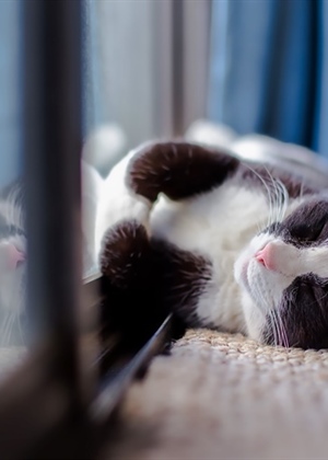 Ova gesta mačke govori više nego što mislite - obratite pozornost