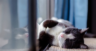 Ova gesta mačke govori više nego što mislite - obratite pozornost