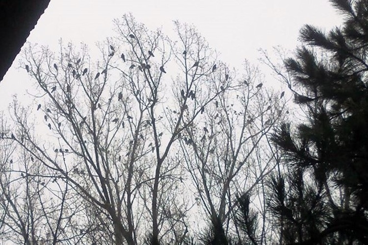 Opasnost iz zraka: Ove ptičurine stvaraju sve više buke i nereda, veliki problem za građane