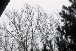 Opasnost iz zraka: Ove ptičurine stvaraju sve više buke i nereda, veliki problem za građane