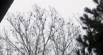 Opasnost iz zraka: Ove ptičurine stvaraju sve više buke i nereda, veliki problem za građane