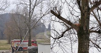 Nesvakidašnja intervencija vatrogasaca: U Staroj Vesi Petrovskoj s drveta spasili mačku