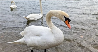 Potvrđen drugi slučaj ptičje gripe u Koprivničko-križevačkoj županiji