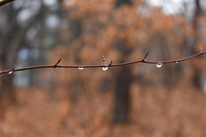 Oblačno s kišom i jugom: biometeorološki nepovoljno