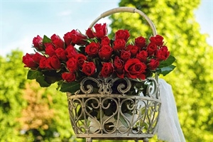 Za Valentinovo darujemo cvijeće, evo koje ima značenje – nemojte pogriješiti u odabiru