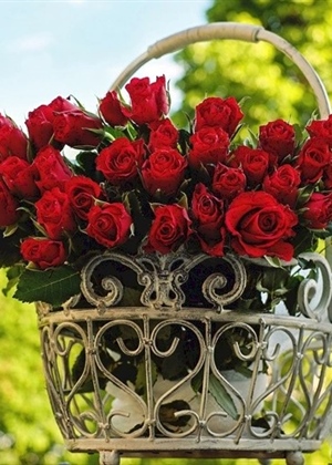 Za Valentinovo darujemo cvijeće, evo koje ima značenje – nemojte pogriješiti u odabiru