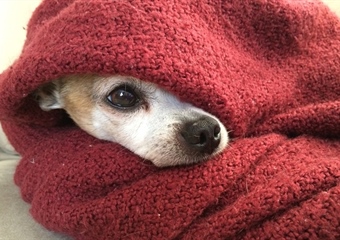 Grad Vukovar daje do 200 eura građanima koji udome napuštene pse – mogu li drugi gradovi slijediti ovaj primjer?