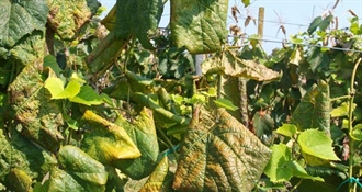 Varaždinske Toplice: Prikupljaju se prijave za sufinancirano krčenje zapuštenih vinograda