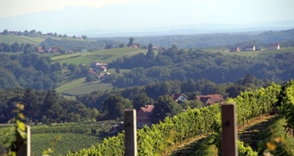 Grad Klanjec poziva vlasnike vinograda na prijavu zapuštenih i zaraženih nasada, najavljeno sufinanciranje krčenja