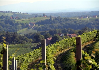 Grad Klanjec poziva vlasnike vinograda na prijavu zapuštenih i zaraženih nasada, najavljeno sufinanciranje krčenja