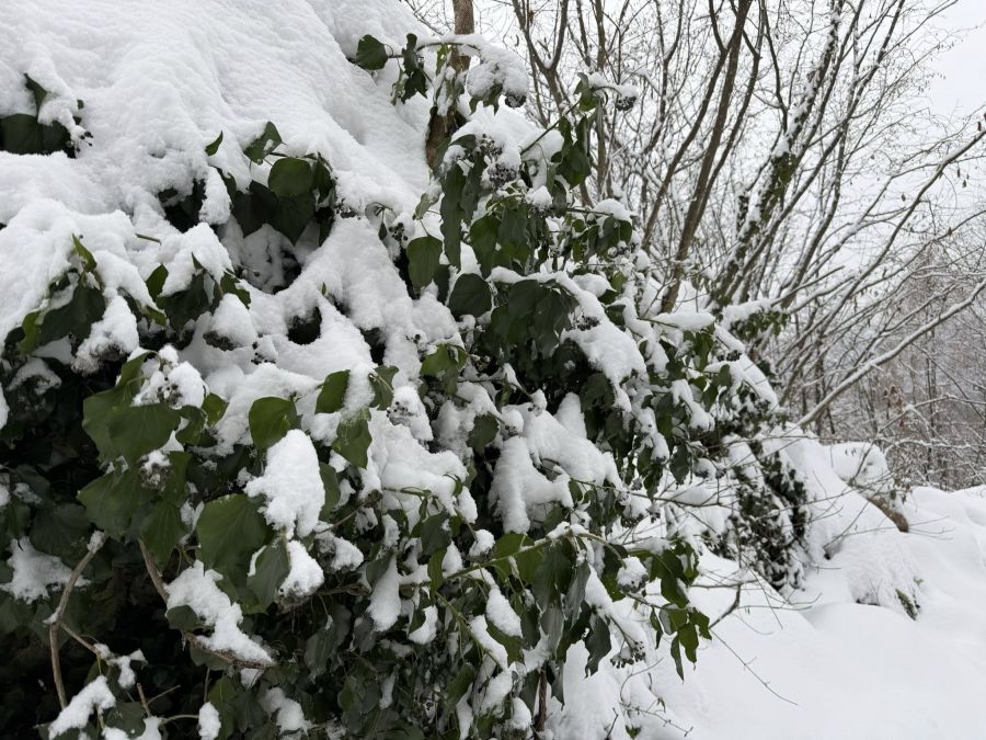 Apel Varaždinske županije zbog snijega, angažirane sve raspoložive snage
