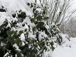Apel Varaždinske županije zbog snijega, angažirane sve raspoložive snage