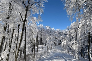 Hladno jutro uz moguću maglu, danju do 13 stupnjeva