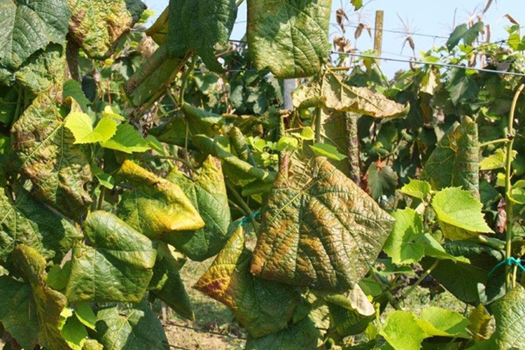 Općina Sveti Križ poziva vinogradare da dostave podatke o zapuštenim vinogradima