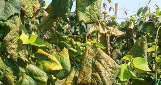 Općina Sveti Križ poziva vinogradare da dostave podatke o zapuštenim vinogradima