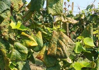 Općina Sveti Križ poziva vinogradare da dostave podatke o zapuštenim vinogradima