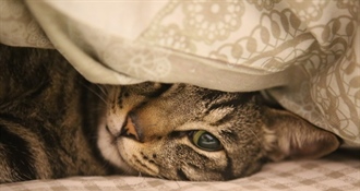 Grad Oroslavje objavio javni poziv za financiranje kastracije i sterilizacije pasa i mačaka