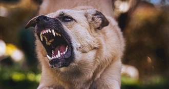 Dva psa istrčala iz boksa i napala prolaznike - ozlijeđeno troje ljudi