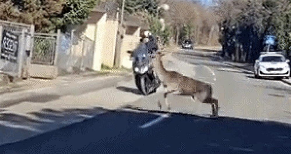 Usred Zagreba jelen se zabio u motociklista!