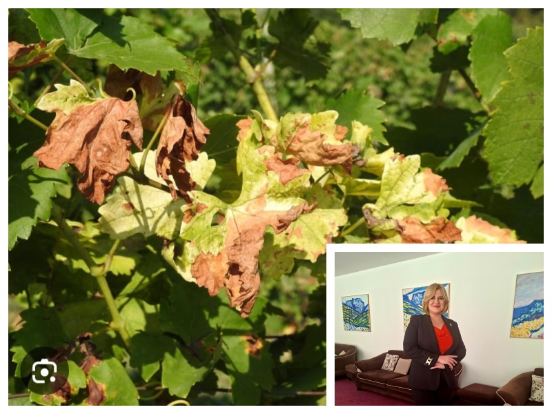 "Tražim hitnu reakciju Ministarstva poljoprivrede i konkretne nacionalne mjere protiv „zlatne žutice“!"