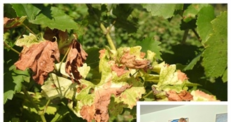 "Tražim hitnu reakciju Ministarstva poljoprivrede i konkretne nacionalne mjere protiv „zlatne žutice“!"