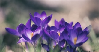 Danas sunčano u većini krajeva, ujutro moguća magla