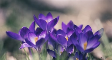 Danas sunčano u većini krajeva, ujutro moguća magla