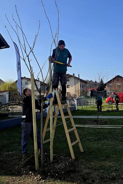 Za zeleni i održiv grad Ludbreg: Posadit će se 86 novih stabala