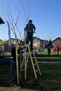 Za zeleni i održiv grad Ludbreg: Posadit će se 86 novih stabala