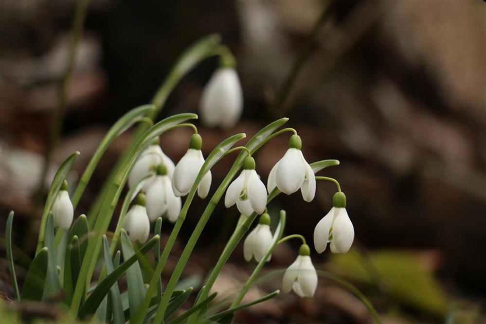JU Zagorje zeleno: Sudjelujte u akciji “Jeste li ih vidjeli? - proljetnice”
