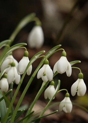 JU Zagorje zeleno: Sudjelujte u akciji “Jeste li ih vidjeli? - proljetnice”