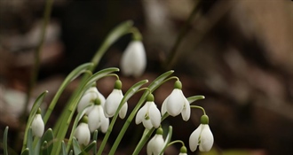 JU Zagorje zeleno: Sudjelujte u akciji “Jeste li ih vidjeli? - proljetnice”