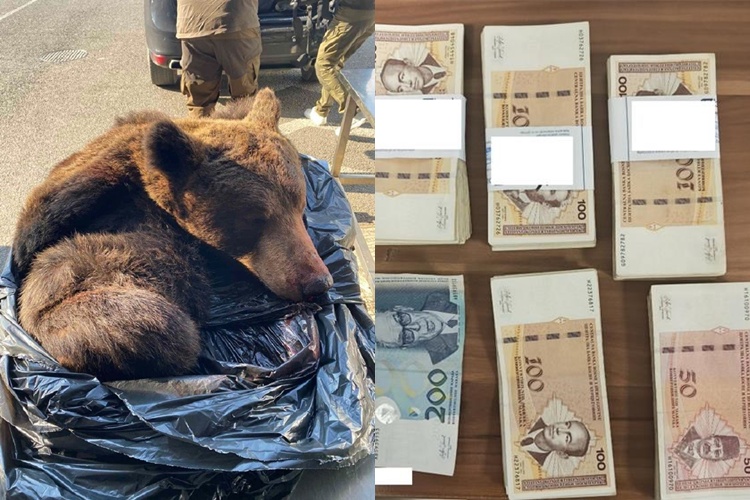 ŠOK NA GRANICI: Carinici kod jednog Srbina pronašli glavu i kožu medvjeda, a kod drugog 'hrpu' love