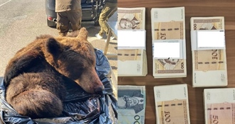 ŠOK NA GRANICI: Carinici kod jednog Srbina pronašli glavu i kožu medvjeda, a kod drugog 'hrpu' love