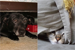 I vatrogasci podržali zabranu bučne pirotehnike, kampanji se pridružila OB Zabok - potpišite i vi peticiju!