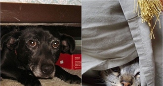 I vatrogasci podržali zabranu bučne pirotehnike, kampanji se pridružila OB Zabok - potpišite i vi peticiju!