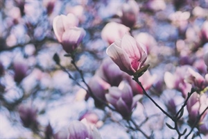 Stiglo je proljeće – vrijeme novih početaka i buđenja prirode