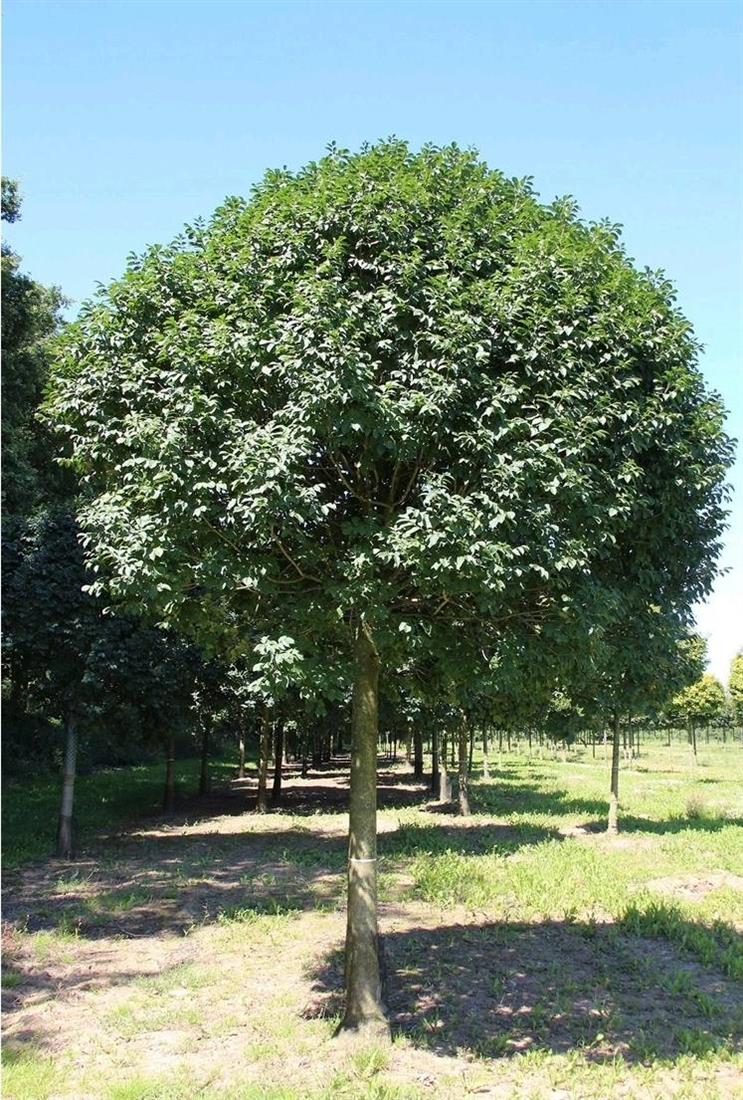 Lijepe vijesti za Općinu Dubravica: Ostvarili sufinanciranje projekta za razvoj zelene infrastrukture na svom području