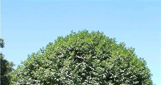 Lijepe vijesti za Općinu Dubravica: Ostvarili sufinanciranje projekta za razvoj zelene infrastrukture na svom području