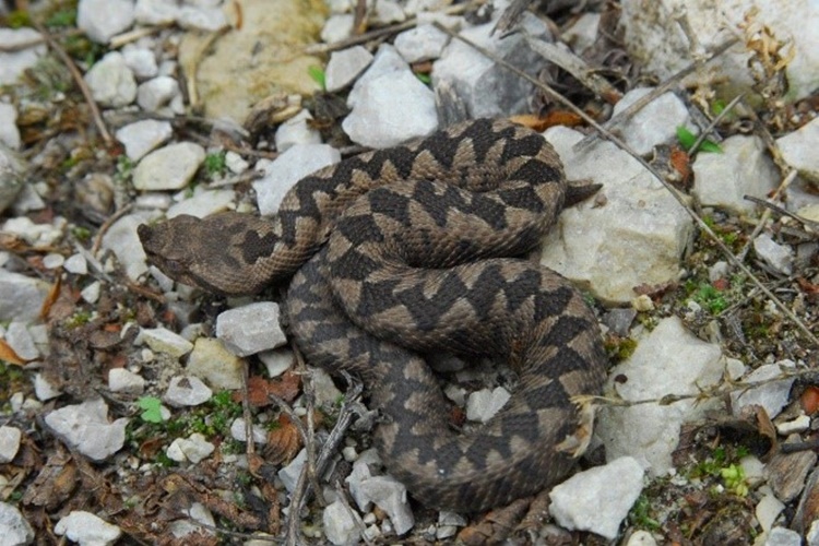 Dolaskom toplijeg vremena počinje sezona zmija – evo što učiniti kako biste smanjili rizik od ugriza