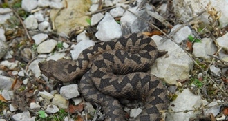 Dolaskom toplijeg vremena počinje sezona zmija – evo što učiniti kako biste smanjili rizik od ugriza