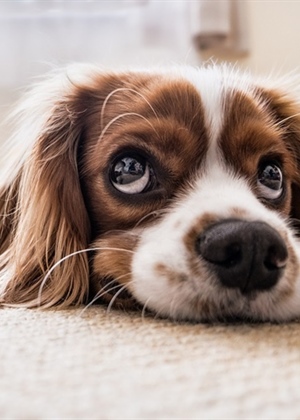 Najslađi dan u godini: Danas se obilježava Svjetski dan štenaca