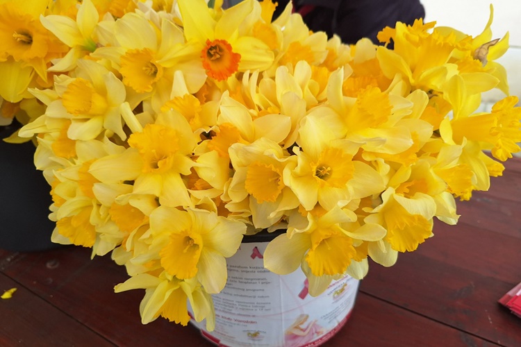 I Ludbrežani će obilježiti Dan narcisa – edukacija i informiranje ključni za podizanje svijesti o raku dojke