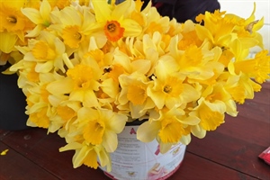 I Ludbrežani će obilježiti Dan narcisa – edukacija i informiranje ključni za podizanje svijesti o raku dojke