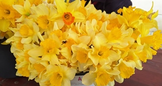 I Ludbrežani će obilježiti Dan narcisa – edukacija i informiranje ključni za podizanje svijesti o raku dojke