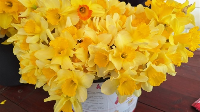 I Ludbrežani će obilježiti Dan narcisa – edukacija i informiranje ključni za podizanje svijesti o raku dojke