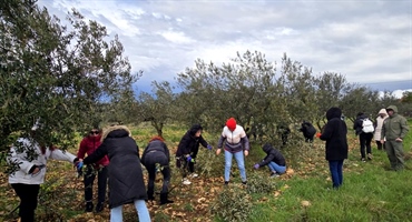 Članovi HDZ-a Varaždinske županije sudjelovali u rezanju maslinovih grančica koje će podijeliti uoči Cvjetnice