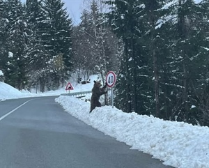 "Novi cestar" na dužnosti - Medo se naslonio na znak i postao hit društvenih mreža