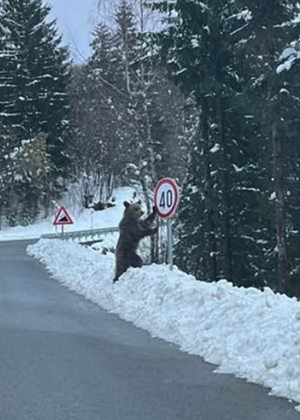 "Novi cestar" na dužnosti - Medo se naslonio na znak i postao hit društvenih mreža